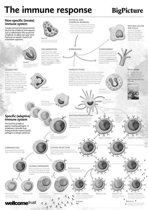 Stem Worksheets Library