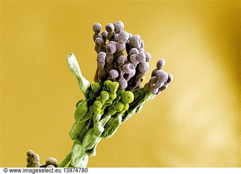 Penicillium Chrysogenum Penicillium Chrysogenum Semascomycotacheese