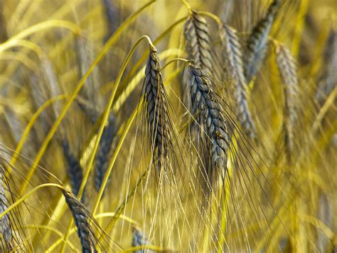 Ячмень Картинка Растения – Telegraph