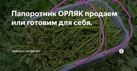 Папоротник ОРЛЯК продаем или готовим для себя. | РыбоКоп! | Дзен