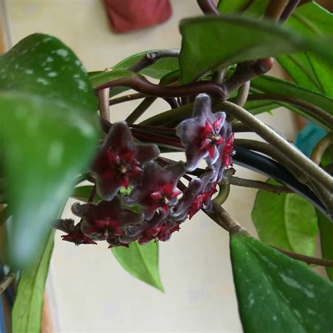 Хойя Pubicalyx Red Button - первая в ее жизни цветочная корзинка. Супер ...