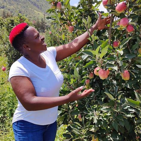 Wambugu Apples Buy Wambugu Apples Seedlings