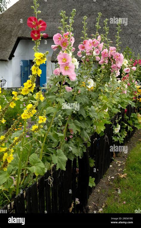 Garden Fence With Hollyhocks Hi Res Stock Photography And Images Alamy