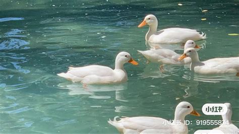 Ducks Swimming In Water Wallpaper