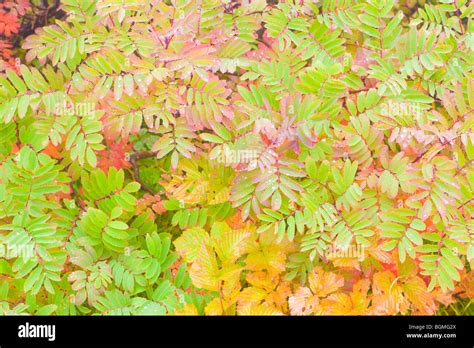 Drop checker hi-res stock photography and images - Alamy