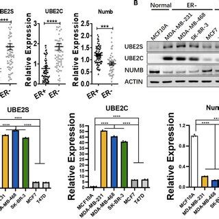 comparison  ubes ubec  numb   normal breast tissues