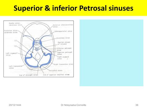 Cerebral Spinal Fluid Csf And Ventricles Ppt