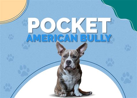 Pocket Pitbull (a.k.a. Miniature Pitbull): Info, Pictures ...