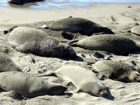 elephant seals 1 Free Photo Download | FreeImages