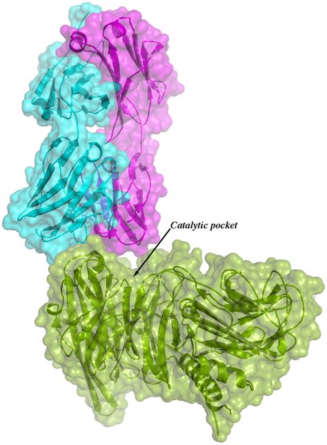 Overall structure of one binary immunocomplex. Immunocomplex 1 (IC1 as ...