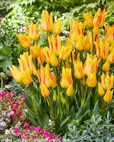 Royal Georgette Tulipan XL Pakiranje 50 Kom Garden Seeds Market