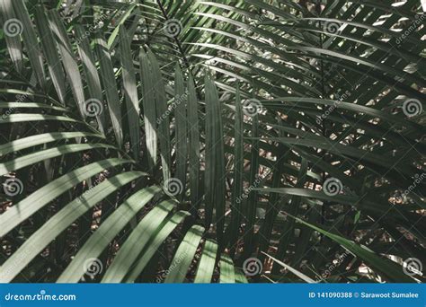 Tropical Palm Leaves In Jungle Background And Wallpaper Stock Photo