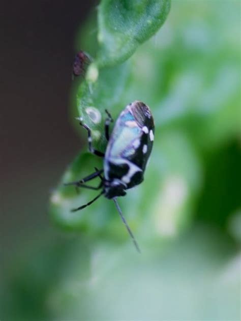 Крестоцветные клопы на капусте: как избавиться от капустного клопа