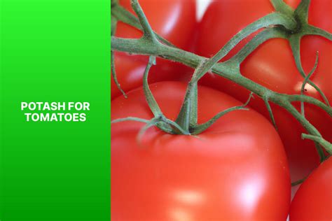 Potash For Tomatoes Enchanted By Potash
