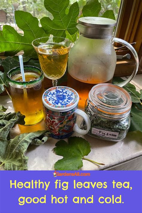 Fig Leaves Tea Health Benefits That May Surprise You Gardensall