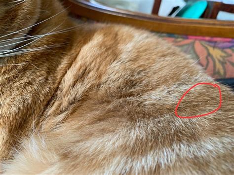 Is My Cat Infested With Fleas Eggs Cats