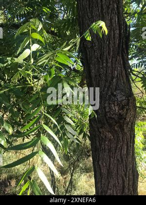 northern California black walnut (Juglans hindsii) Plantae Stock Photo ...