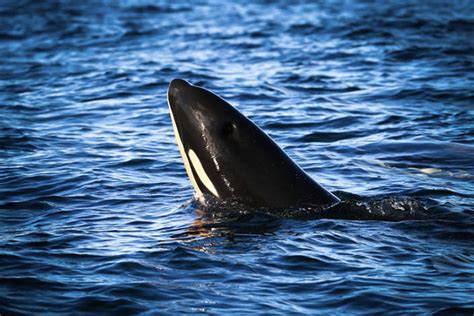 A Seventh Baby Is Born To The Worlds Most Endangered Killer Whales