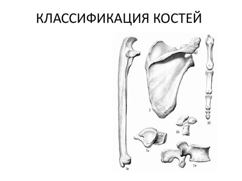 Костная система человека - презентация онлайн