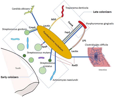 Frontiers Fusobacterium Nucleatum The Opportunistic Pathogen Of