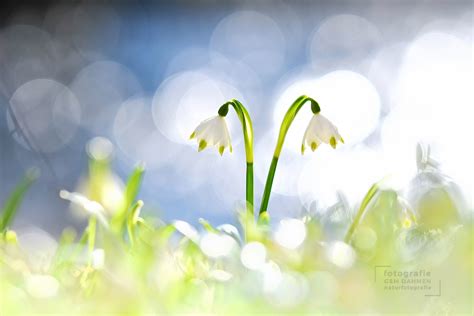 M Rzenbecher Naturfotografie G M Dahmen Bilder Fotos