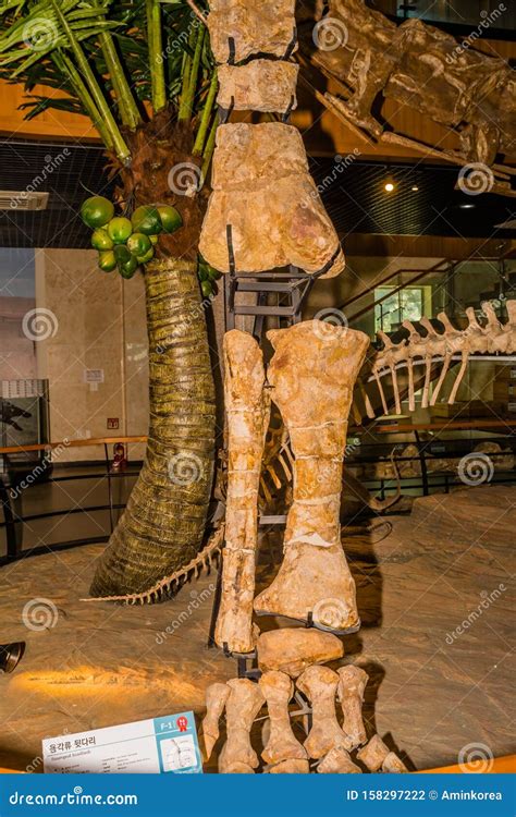 Sauropod Hind Leg And Foot Bones Editorial Photography Image Of Bone