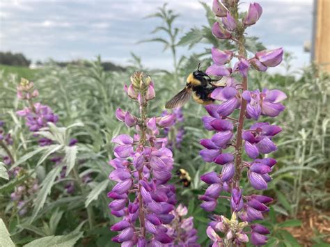 Wild Lupine Lupinus Perennis Birdsfoot Native Nursery