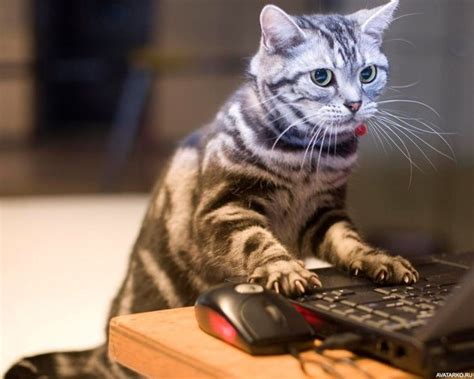 #Животные, #Коты, #Компьютер, #аватары, #картинки, #фото, #авы, https ...