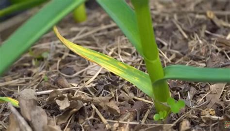 Ingalbenirea Frunzelor La Usturoi Cauze Frecvente Si Tratamente