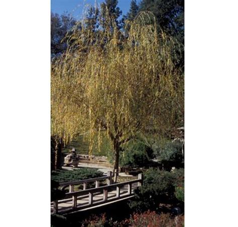 Buy Salix X Sepulcralis Chrysocoma Golden Weeping Willow In The UK