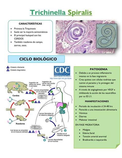 Trichinella Spiralis Ale Hernández uDocz