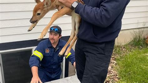 Missoula Firefighter Rescues Fawn From Window Well