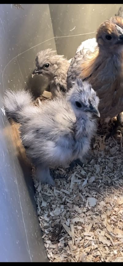 Naked Neck Silkies Aka Showgirls Backyard Chickens Learn How To Raise Chickens