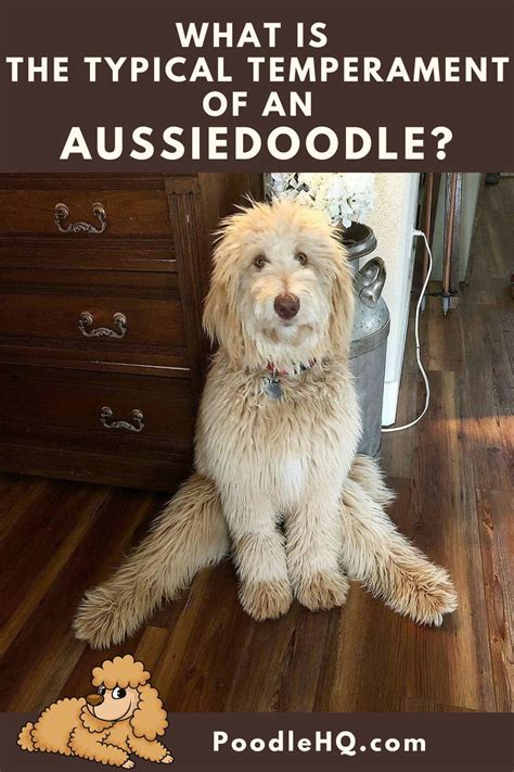 Aussiedoodle - Australian Shepherd Poodle Mix in 2024 | Aussiedoodle ...