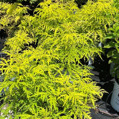 Elderberry, Lemony Lace | Firehouse Nursery