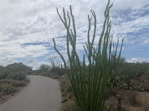 How wet does your desert get? Tucson Monsoons : r/desertporn