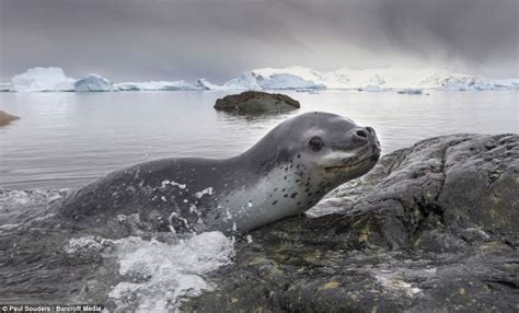They may look cute, but leopard #seals are vicious predators which eat