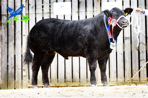 180 Feoch Buckaroo 9836 Macgregor Photography