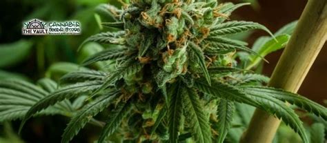 How To Sex Cannabis Plants