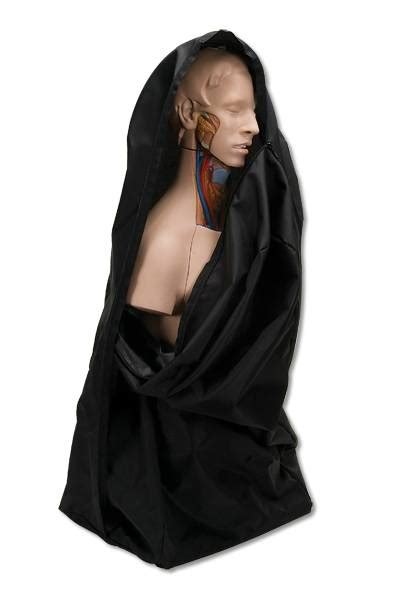 human body torso anatomical model muscle torso anatomy models