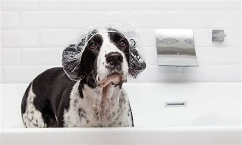 Hund duschen: Wann, Wie oft & Wie? Ein Hunde-Profi klärt auf