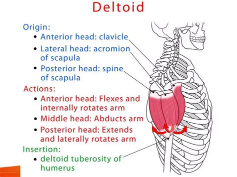 Deltoid muscle, origin insertion and movement | PPT