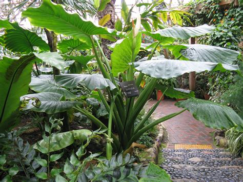 Elephant Ears Alocasia Macrorrhizos Elephant Ear Plant Plants