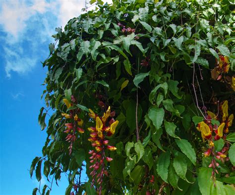 Best climbers to attract hummingbirds – 5 nectar-rich…