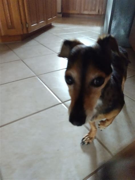 The Original Lost/Found Pets in San Antonio, TX | OWNER FOUND! | Facebook