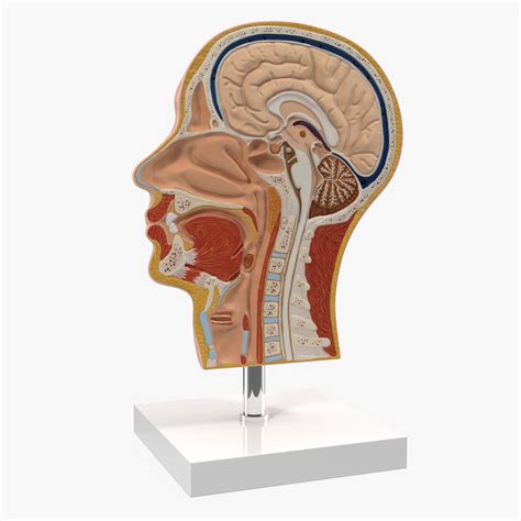 human head  models  freed