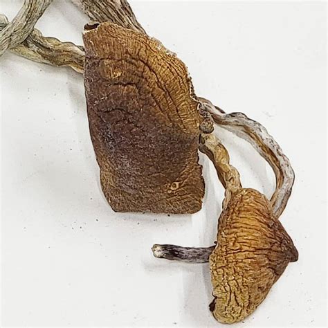 Jedi Mind Fuck Magic Mushrooms Powerful Psychedelic Trip