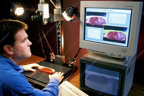 Researcher Analysing Beef Stock Image T Science Photo Library