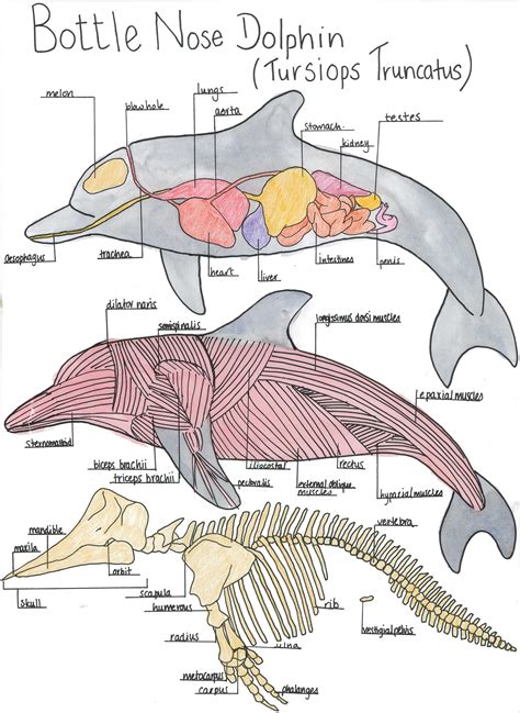 Pin by Kimberly on Marine biology in 2025 | Marine biology schools, Oceanography marine biology