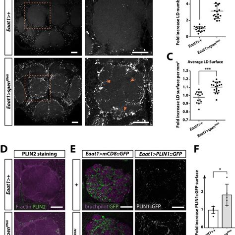 Spen Regulates Notch Signaling In Drosophila Adult Glial Cells A